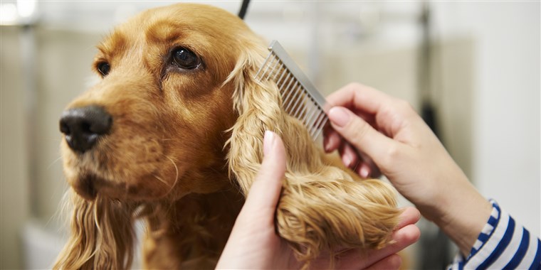 Are You Using These Pet Grooming Supplies?