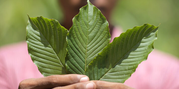 Timing Your Dose: When Will You Feel the Effects of Kratom Powder