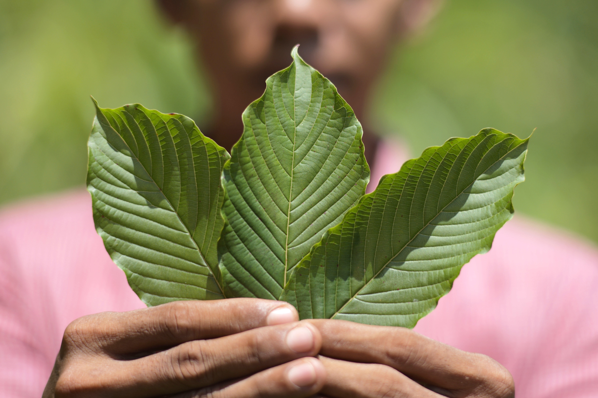 Timing Your Dose: When Will You Feel the Effects of Kratom Powder